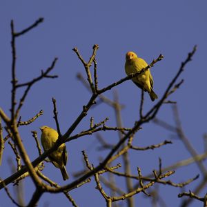 PASSARINHOS AMARELOS 2