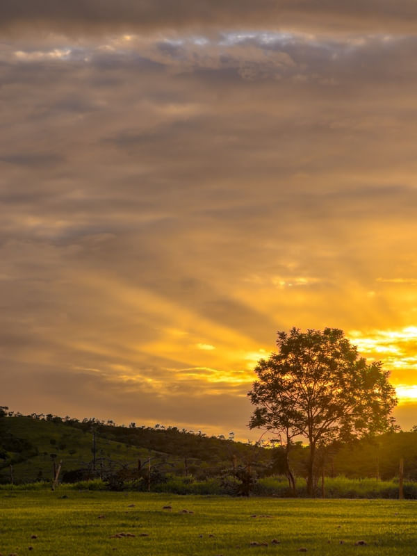 ARVORE COM RAIOS DE SOL 1