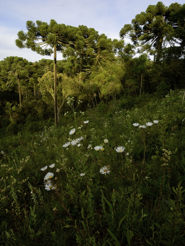 ARAUCARIAS 1
