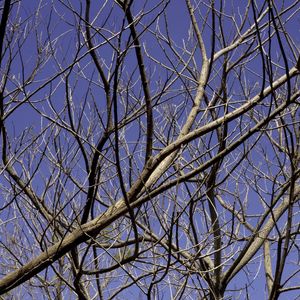 GALHOS SOBRE CÉU AZUL 1