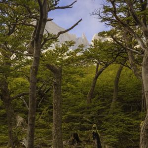 TORRES DEL PAINE 2