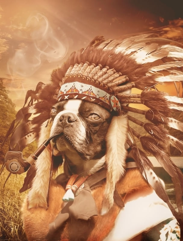 CACIDOG