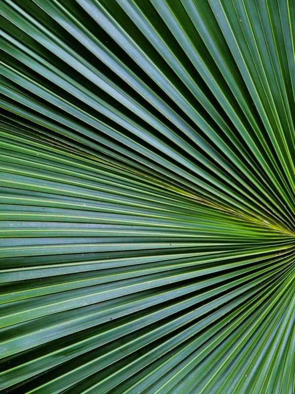 LINTEUM