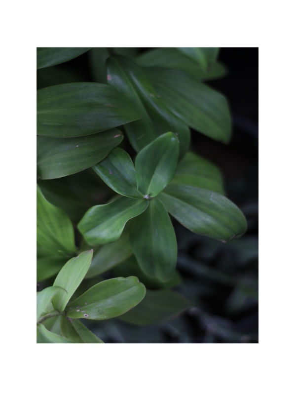 OUTONO VERDE