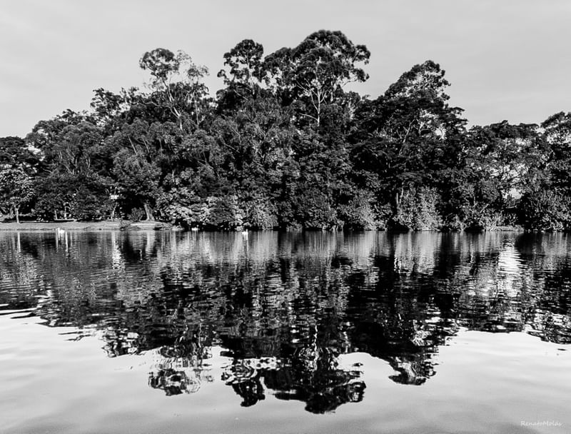 REFLEXOS MONOCROMATICOS