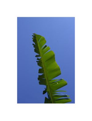 VERDES CÉU
