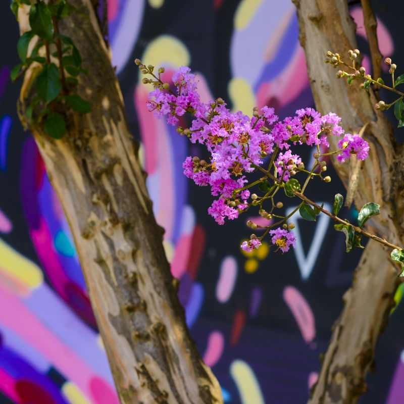 FLOR BECO DO BATMAN 1