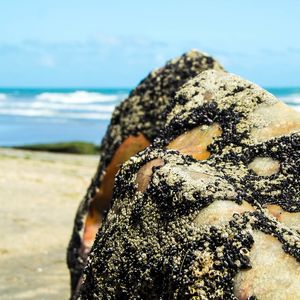 PEDRA SUJA