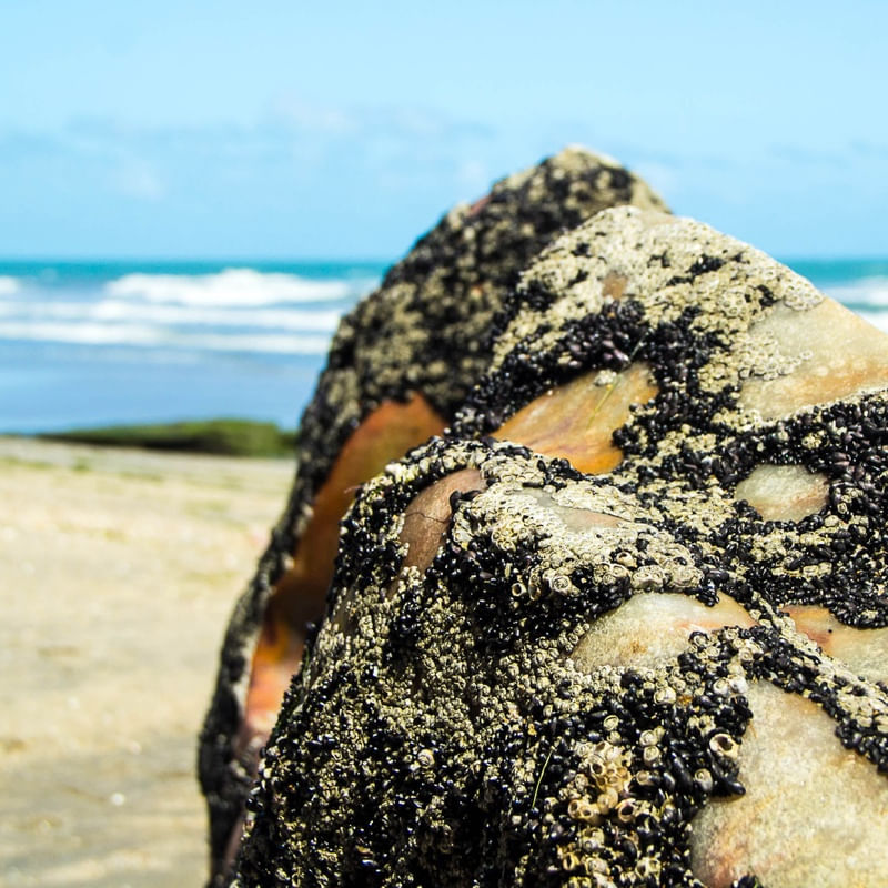 PEDRA SUJA