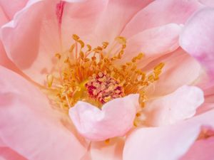 ROSA POR DENTRO 1