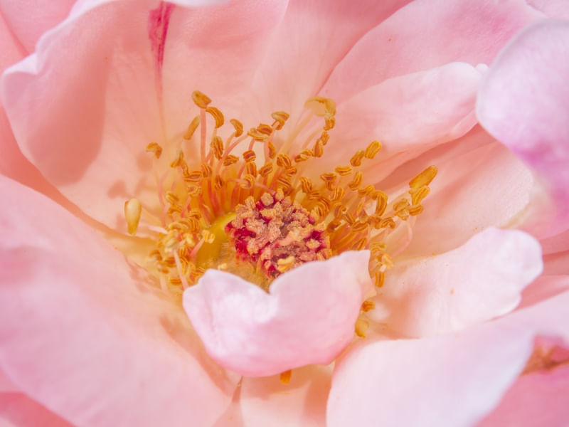 ROSA POR DENTRO 1