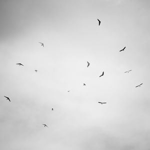 BIRDS? MC