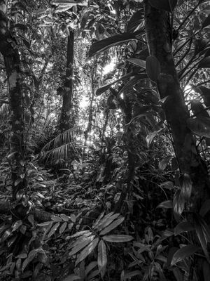 FLORESTA 1