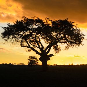 SILHUETA AO POR DO SOL