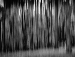 BLURY TREES
