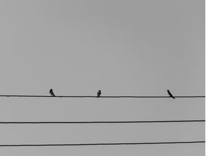 TRIO NO FIO
