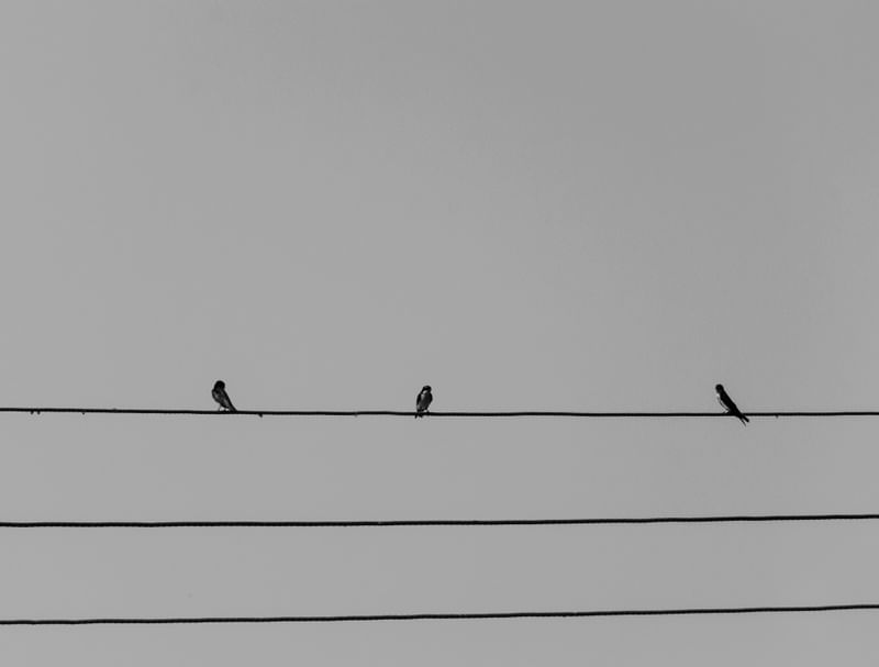 TRIO NO FIO