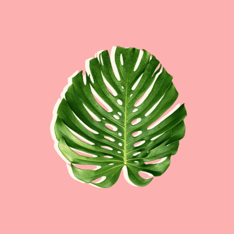 TROPICAL BURST