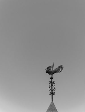 GALO DE FERRO