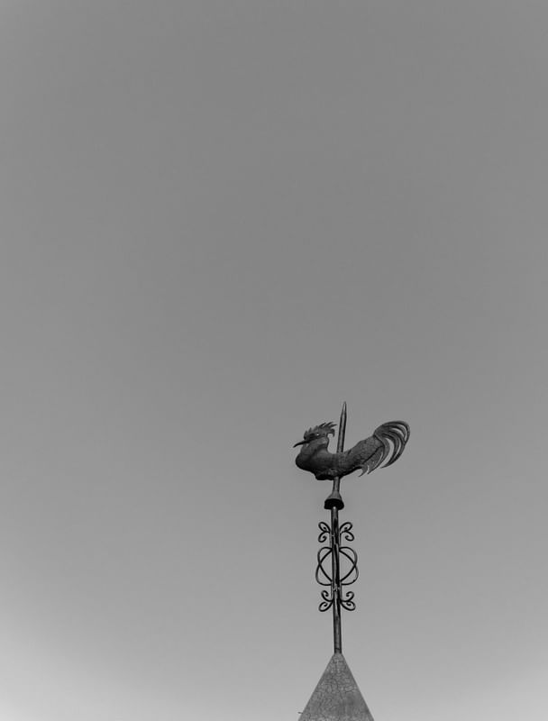 GALO DE FERRO