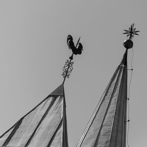 O GALO E A ESTRELA