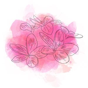PLUMERIA RUBRA