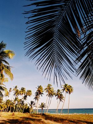 PARAÍSO TROPICAL 64