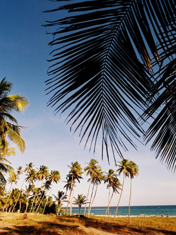 PARAÍSO TROPICAL 64