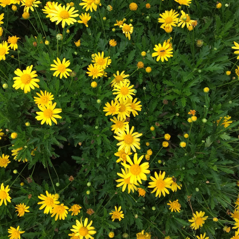 AMARELINHAS FLORES