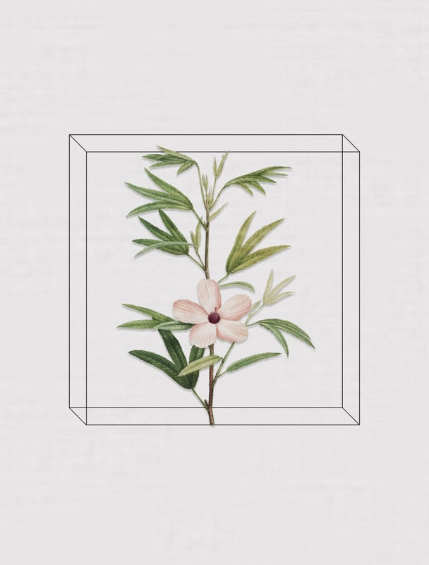 ANTIQUE FLORA IV
