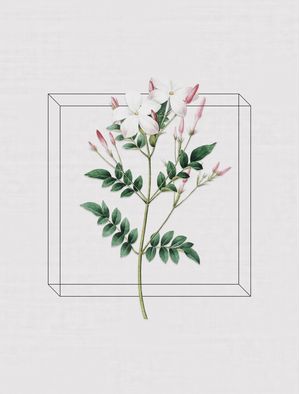 ANTIQUE FLORA III