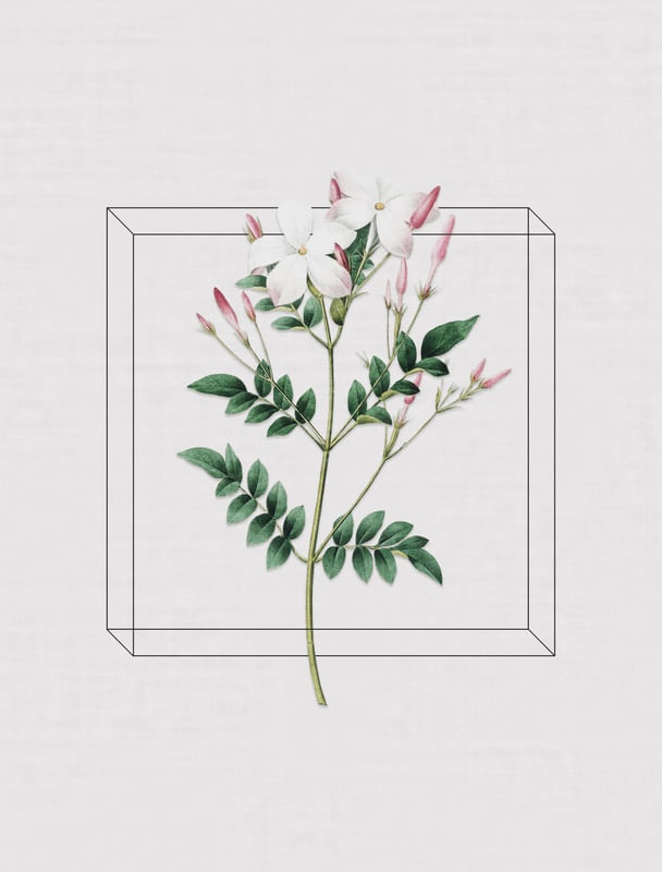 ANTIQUE FLORA III