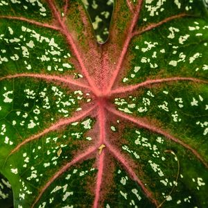 VERDE E ROSA 2