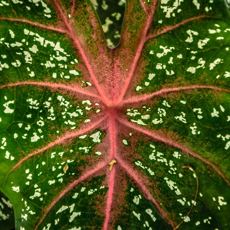 VERDE E ROSA 2