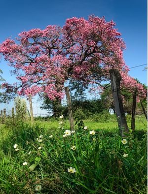 PAINEIRA ROSA FLORIDA