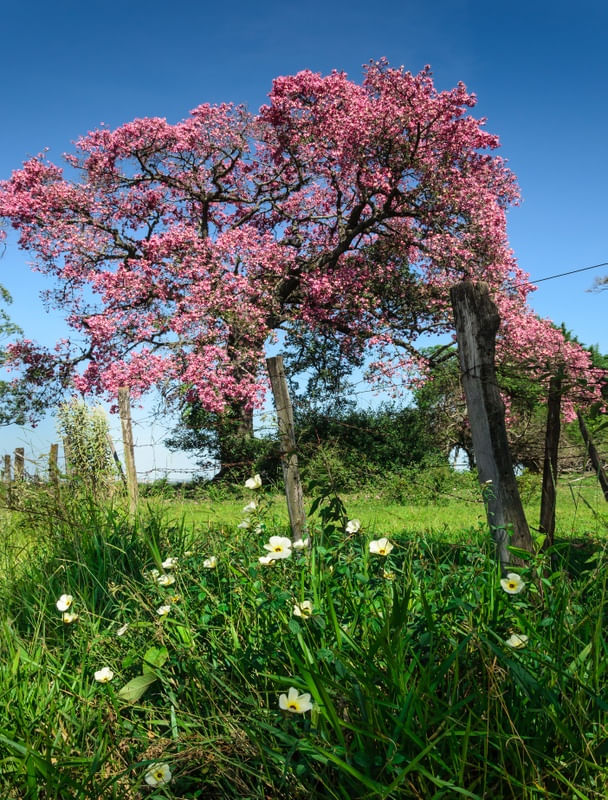 PAINEIRA ROSA FLORIDA