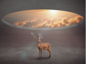 DISPLAY RING