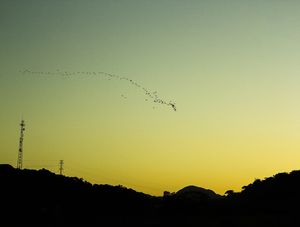 SUNSET BIRD