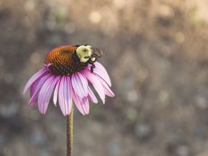 THE BEE AND FLOWER