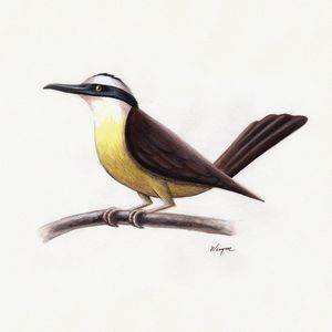 BEM-TE-VI ARISCO