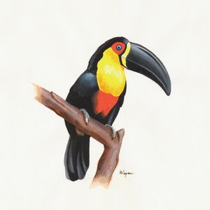 TUCANO DE BICO PRETO