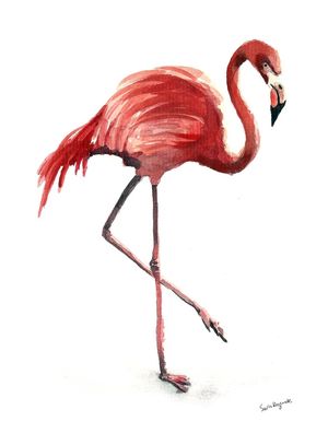 CARLOS, O FLAMINGO