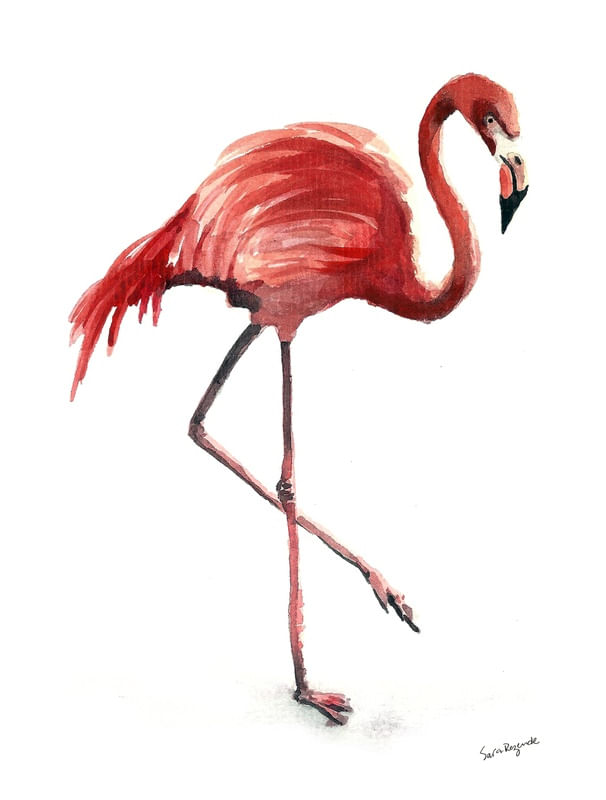 CARLOS, O FLAMINGO