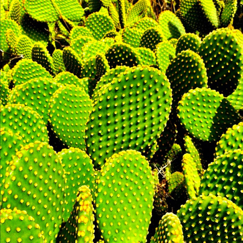 CACTOS <3