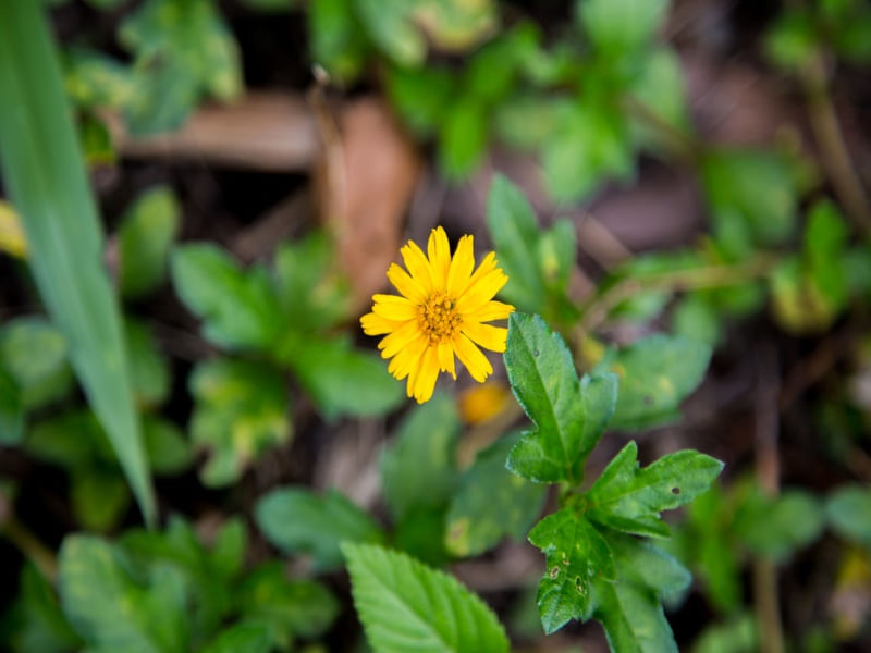 A BELA FLOR AMARELA