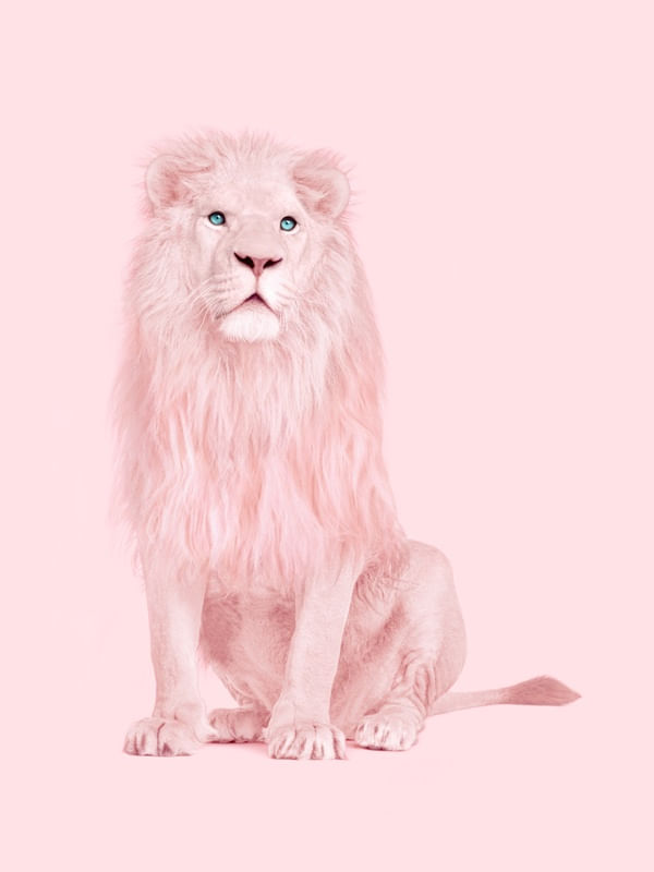 ALBINO LION