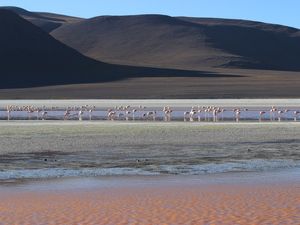 FLAMINGOS NUM ENTARDECER LATINO-AMERICANO