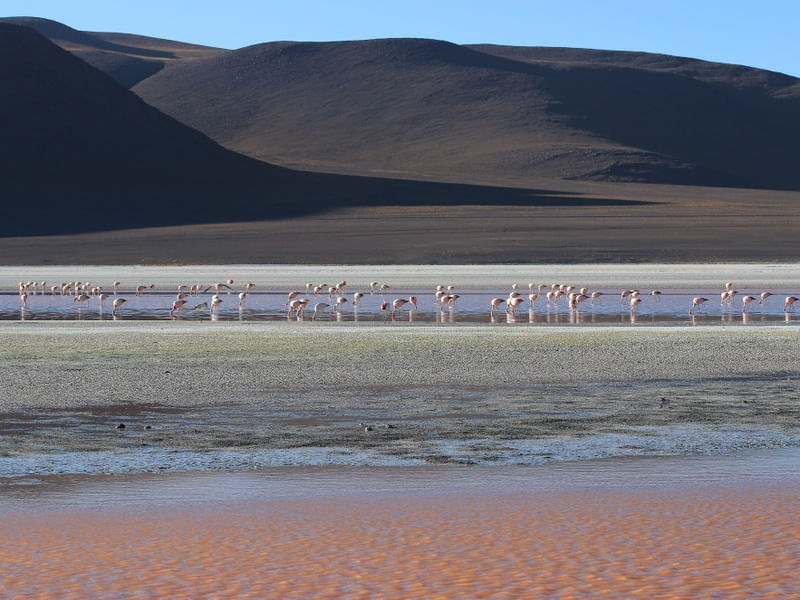 FLAMINGOS NUM ENTARDECER LATINO-AMERICANO