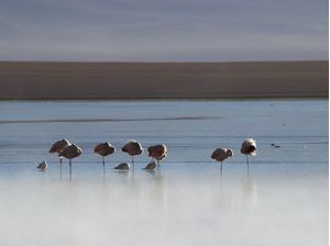 DESPERTAR DE FLAMINGOS
