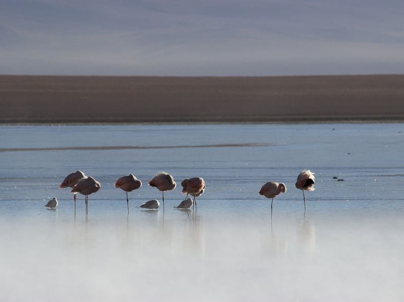 DESPERTAR DE FLAMINGOS